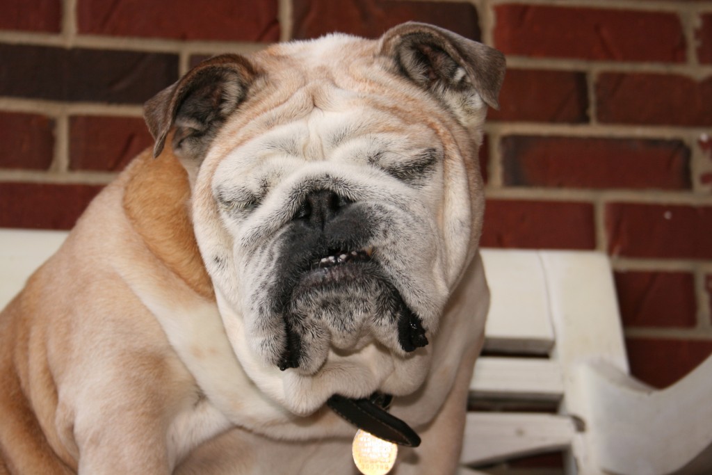 Raising Awareness about English Bulldog Health Problems ...