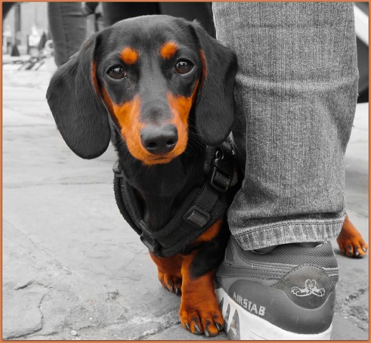 Short-haired Dachshund