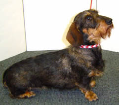 Hannah, a wirehaired, Standard Dachshund, was happy to model the Braided Leather Collar for our shop!
