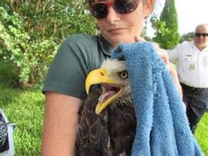 Rescued Bald Eagle from Lakeland, FL