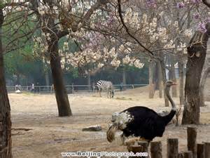 Ostrich in Beijing