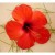 Hibiscus Hibiscus