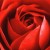 Rose Rose