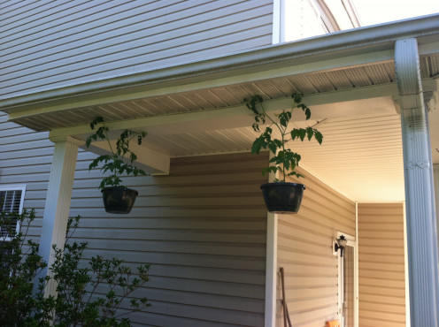 May 16th: Hanging cherry tomatoes getting tall.