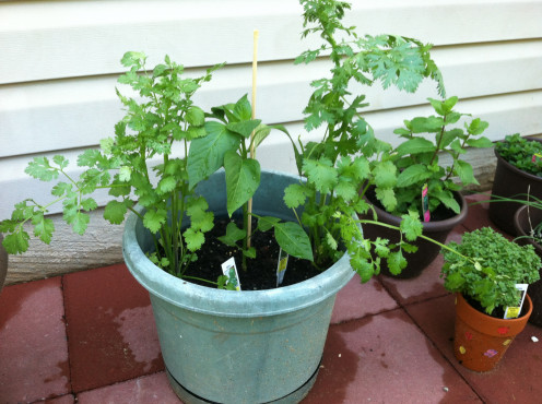 May 16th: Pepper plant finally seeing some growth and cilantro already a little out of control.
