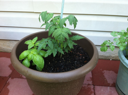May 16th: Porch tomato and basil.