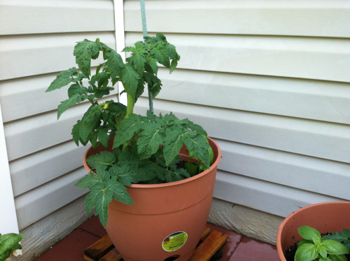 May 16th: Mountain pride tomato and basil - getting big and needing to be tethered.