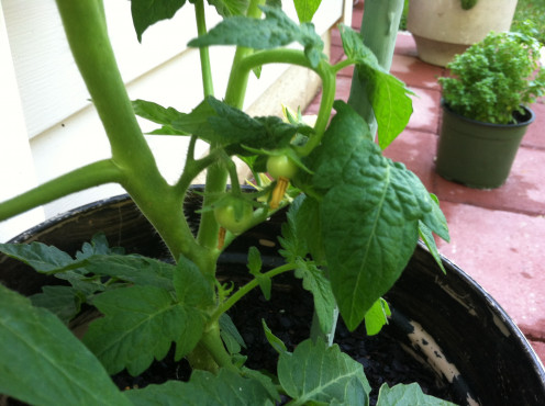 May 16th: I see some fruit!