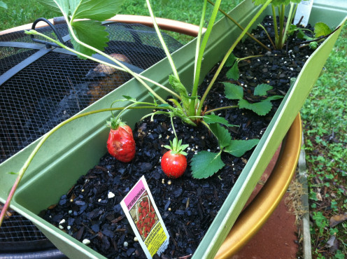 May 16th: Strawberries.