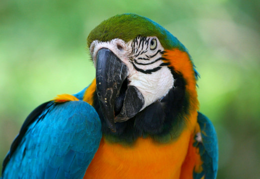 Colorful Macaw Parrot
