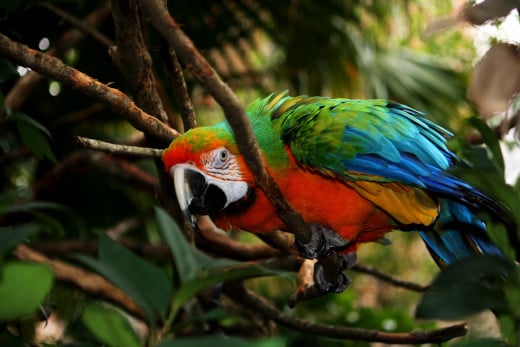 Colorful Macaw Parrot