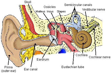 There are three parts to the ear, the outer, the middle and the inner ear.