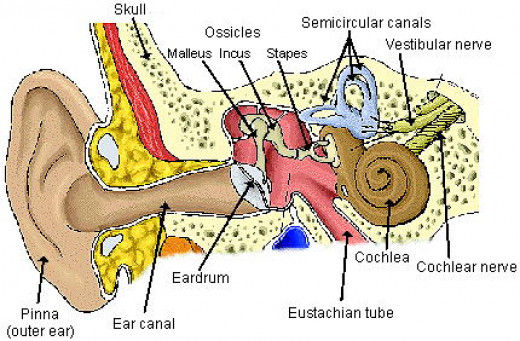 Causes Of Deafness and Hearing Impairment | HubPages