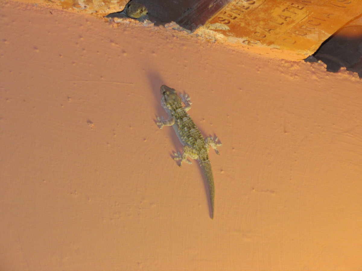 The gecko on the side of our room that we all became obsessed with one night!