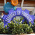 Magic Kingdom Magic Kingdom