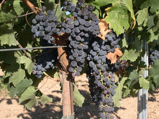 A lovely crop to harvest.