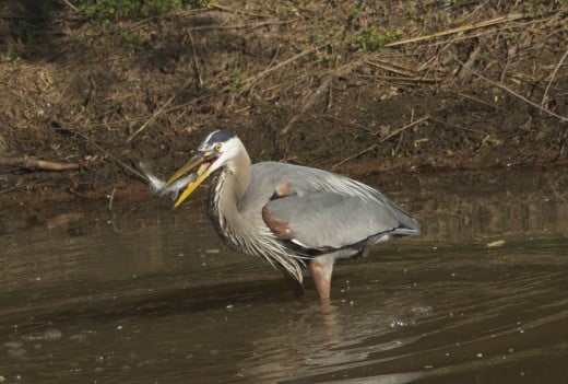 Great Blue Heron with His Crappie
