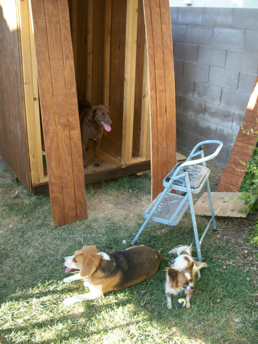 The front section lined up  for installation, with dogs eager to move in.