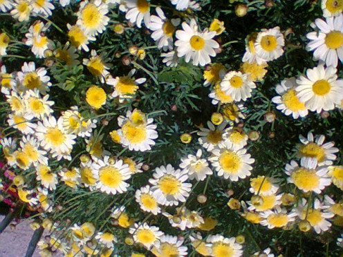 Yellow Asters