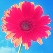 Musiclovesme profile image