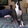 Sweet Sadie:  My Italian Greyhound Rescue Dog