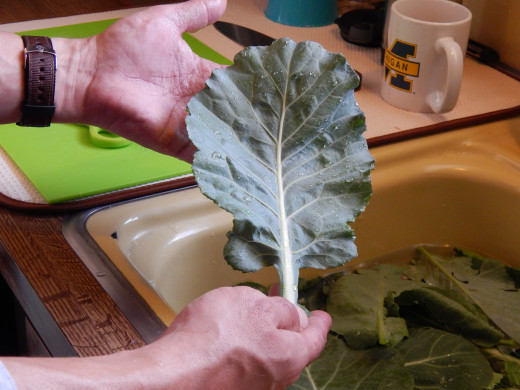Fresh collard greens that were picked from our garden.