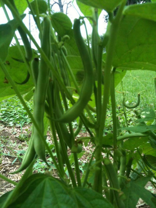 Green beans will produce in the garden until fall.