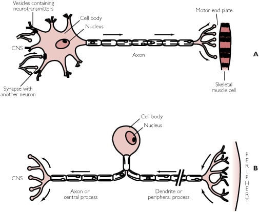 (motor neurone on the top and sensory neurone on the bottom).