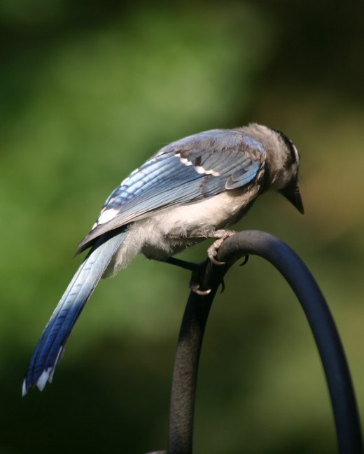 Blue Jays deedsphotos