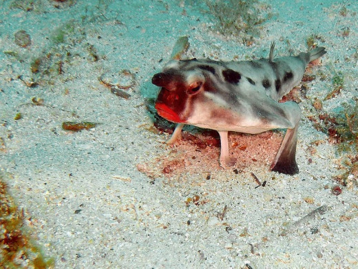 A red lipped batfish resting on the ocean floor
