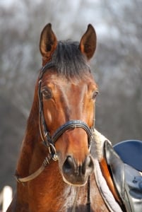 A saddle horse ready to ride