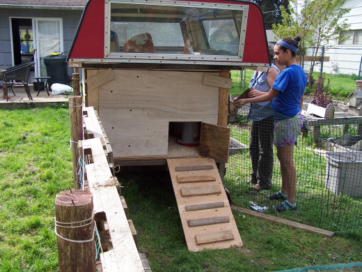 The chickens are happy here