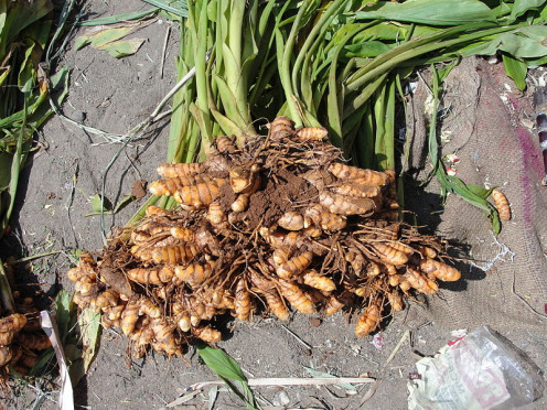Turmeric, before being ground.