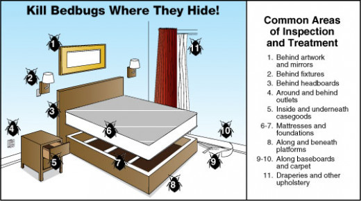 Places Bed Bugs Hide In Hotels