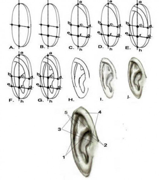 Portrait Drawing for the Ultimate Beginner Ears hubpages