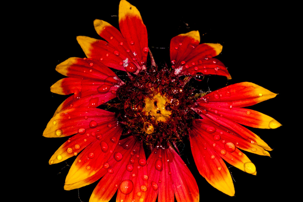Water Drops on Flowers Photography