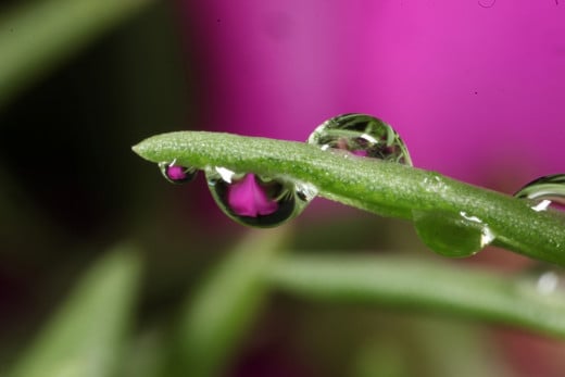 Water drop photograph on green grass with purple flower.
