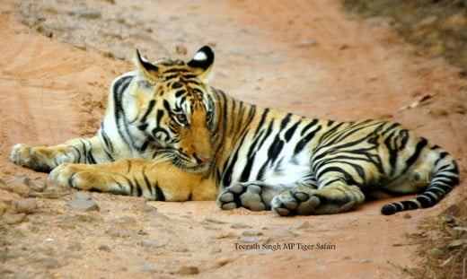 Male Tiger Cub