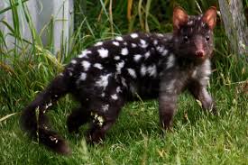 A black eastern quoll photographed in Tasmania.