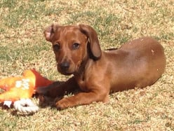 Things you need to know about Dachshunds