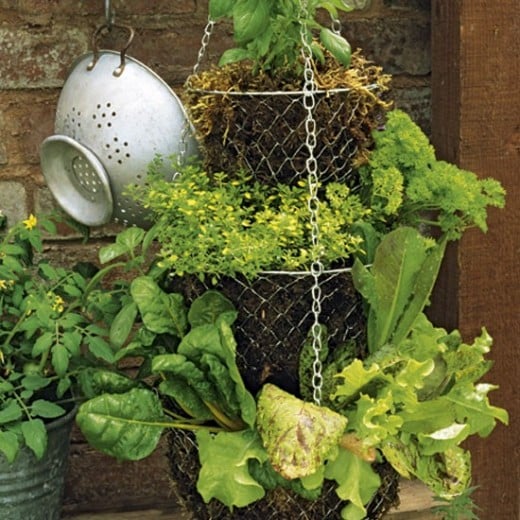 Salad vegetables such as lettuce, radishes and cherry tomatoes are also great for hanging baskets.