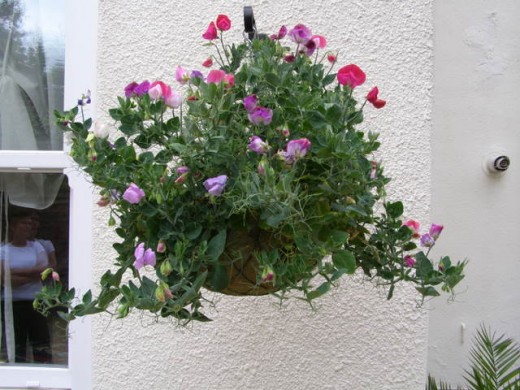 Sweet peas thrive in a hanging basket.
