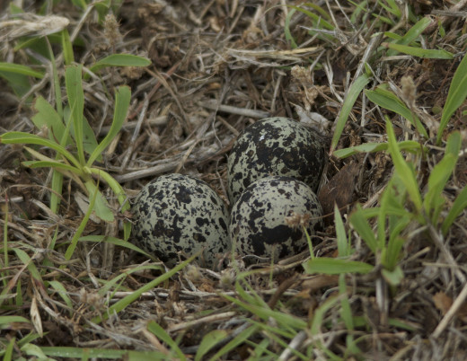 Killdeer Eggs in Nest