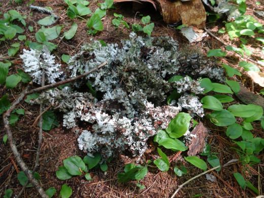 I have a fair amount of old trees in my woods so I have a lot of old moss and lichen that grows on old dry wood. I collect the bits that fall on the ground.