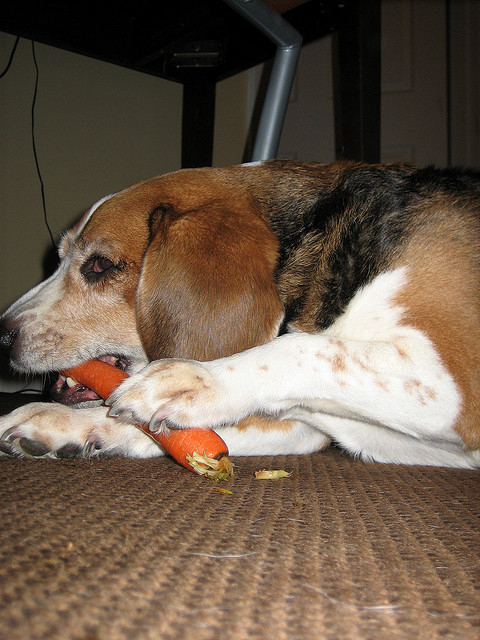 Carrots are good treats for dogs