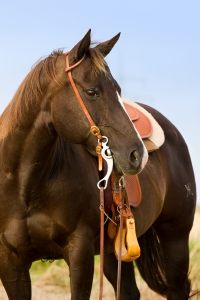 A typical saddle horse