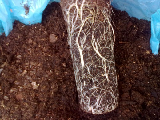 Healthy root ball