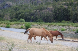 Mares and foal by the creek