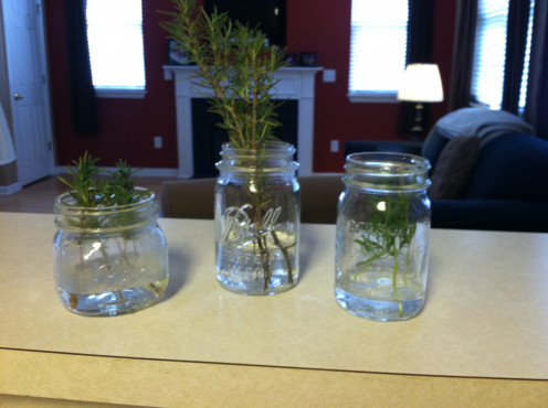 May 17: Two rosemary, one lavender.
