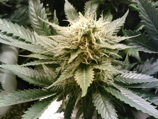 Marijuana Plant